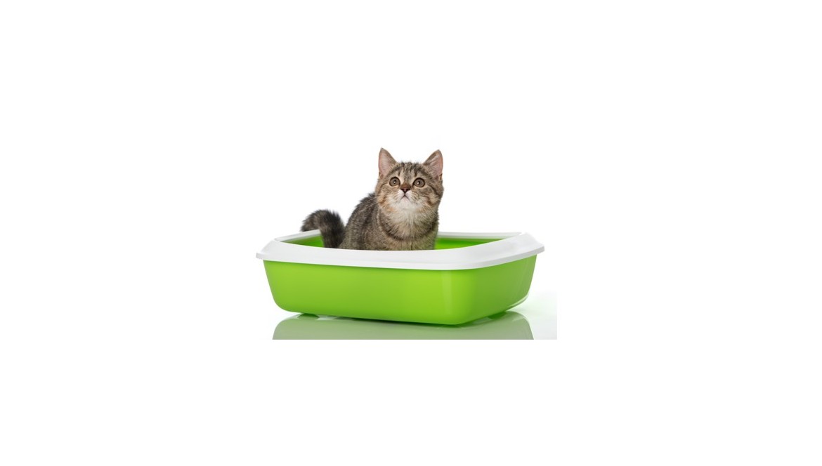Katzengeruch entfernen leichtgemacht - Humydry & Freshwave –  Luftentfeuchter und Geruchsentferner